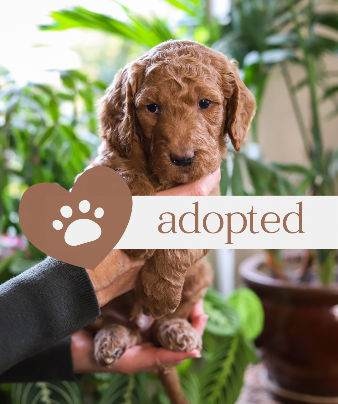 adorable Golden Doodle puppy for sale